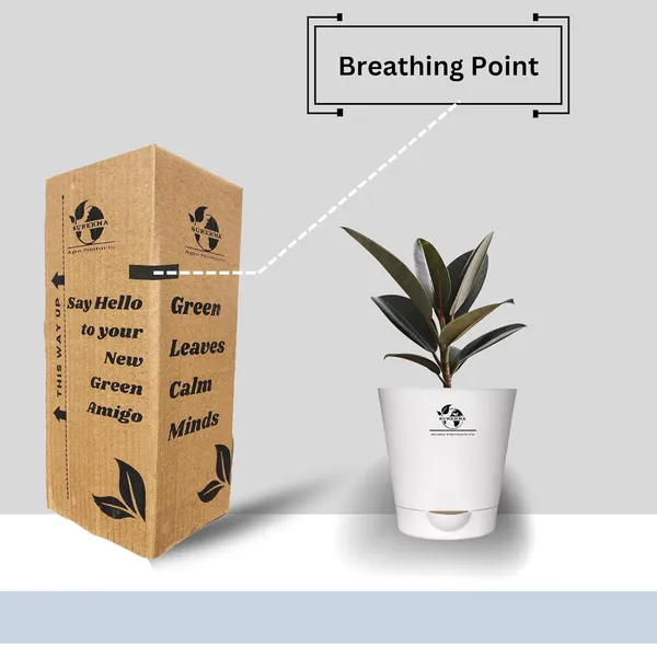Rubber_Plant_With_Self_Watering_Pot