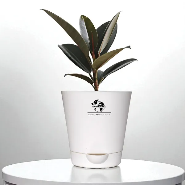 Rubber_Plant_With_Self_Watering_Pot