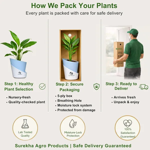 Peace_Lily_Plant_With_Self_Watering_Pot