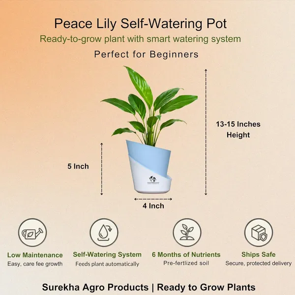 Peace_Lily_Plant_With_Self_Watering_Pot