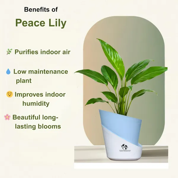 Peace_Lily_Plant_With_Self_Watering_Pot