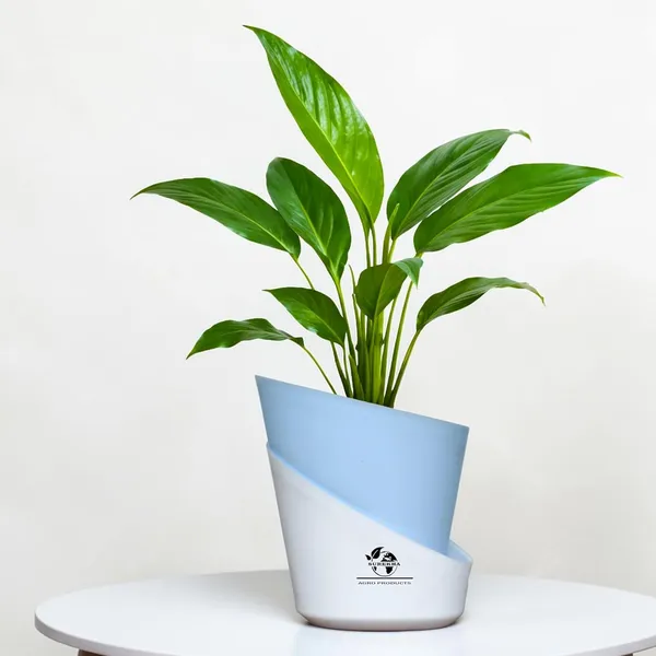 Peace_Lily_Plant_With_Self_Watering_Pot