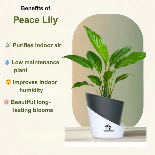 Peace_Lily_Live_Plant_With_Self_Watering_Pot