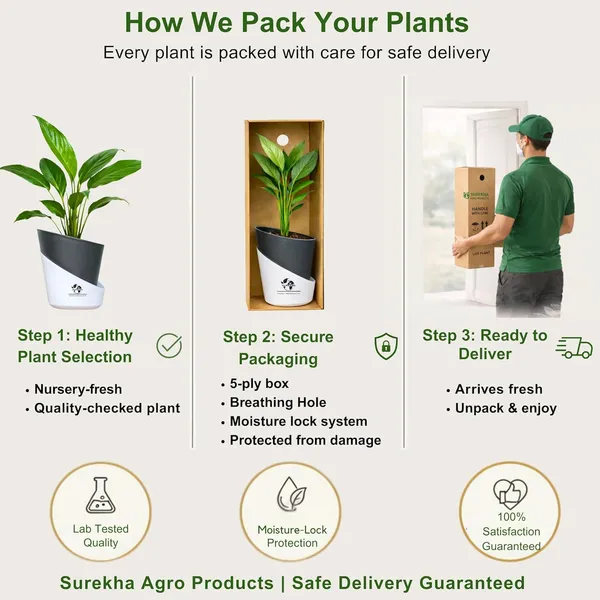 Peace_Lily_Live_Plant_With_Self_Watering_Pot