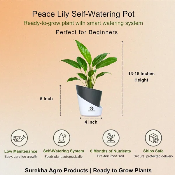 Peace_Lily_Live_Plant_With_Self_Watering_Pot