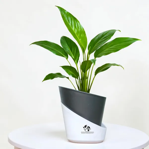 Peace_Lily_Live_Plant_With_Self_Watering_Pot
