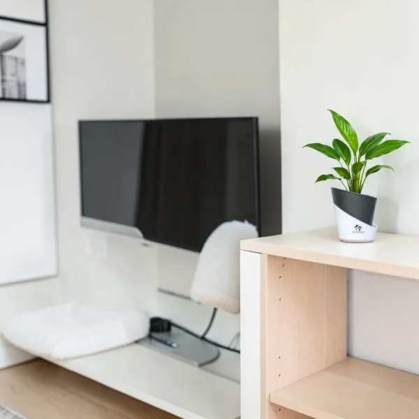 Peace_Lily_Live_Plant_With_Self_Watering_Pot