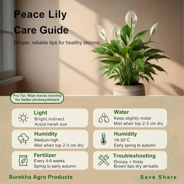 Peace_Lily_Plant_With_Self_Watering_Pot