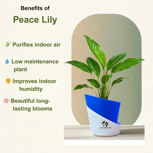 Peace_Lily_Plant_With_Self_Watering_Pot