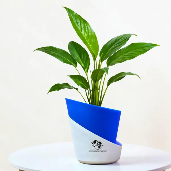 Peace_Lily_Plant_With_Self_Watering_Pot