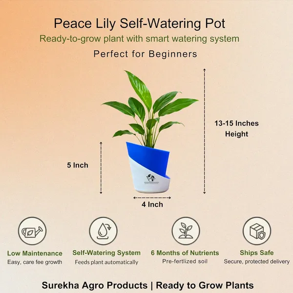 Peace_Lily_Plant_With_Self_Watering_Pot