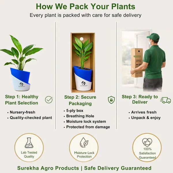 Peace_Lily_Plant_With_Self_Watering_Pot