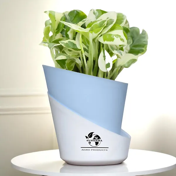 Money_Plant_N'Joy_In_Self_Watering_Pot