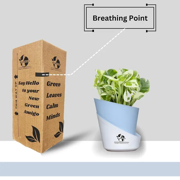 Money_Plant_N'Joy_In_Self_Watering_Pot