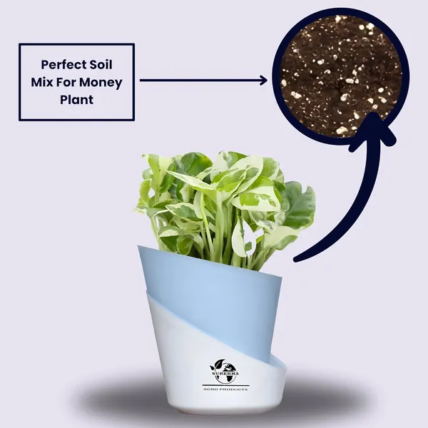 Money_Plant_N'Joy_In_Self_Watering_Pot