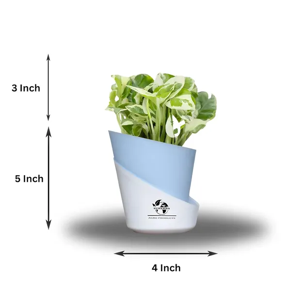 Money_Plant_N'Joy_In_Self_Watering_Pot