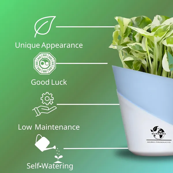 Money_Plant_N'Joy_In_Self_Watering_Pot