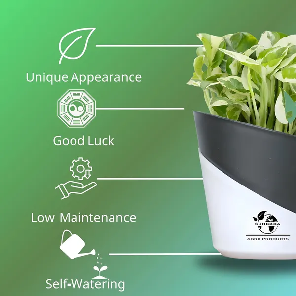 Enjoy_Money_Plant_In_Self_Watering_Pot