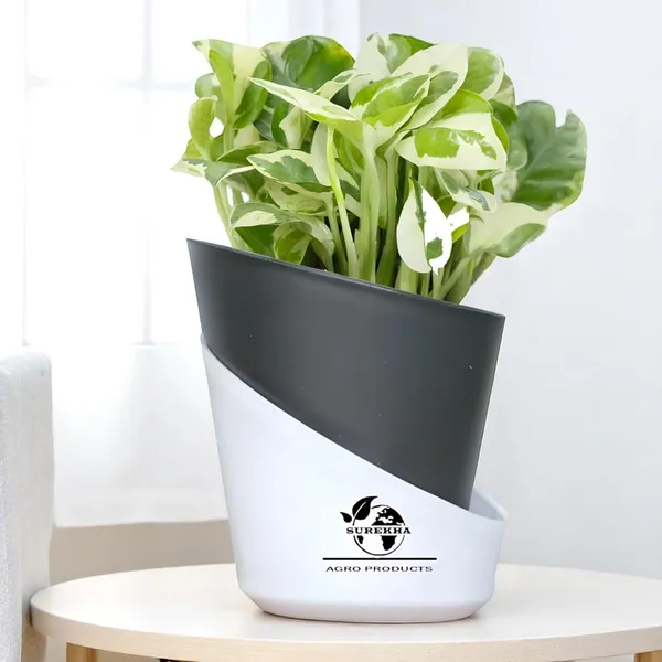 Enjoy_Money_Plant_In_Self_Watering_Pot