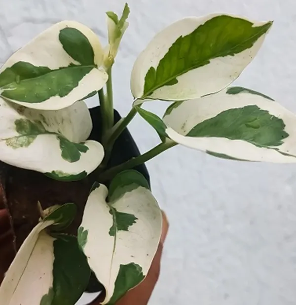 Enjoy_Money_Plant_In_Self_Watering_Pot