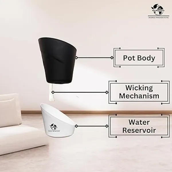 Enjoy_Money_Plant_In_Self_Watering_Pot