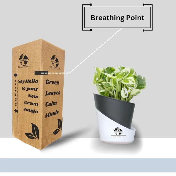 Enjoy_Money_Plant_In_Self_Watering_Pot