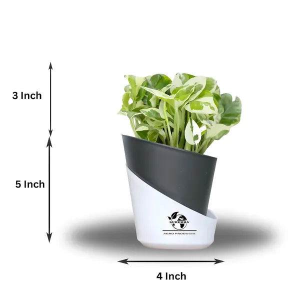 Enjoy_Money_Plant_In_Self_Watering_Pot