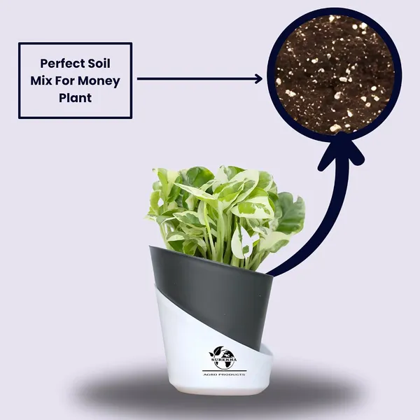 Enjoy_Money_Plant_In_Self_Watering_Pot