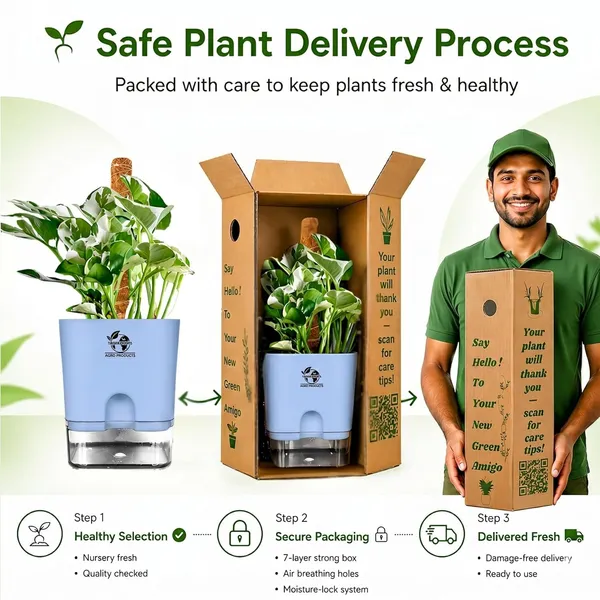 Money_Plant_N'Joy_In_Self_Watering_Pot