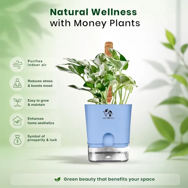 Money_Plant_N'Joy_In_Self_Watering_Pot