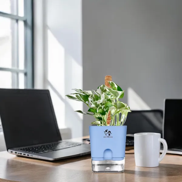 Money_Plant_N'Joy_In_Self_Watering_Pot