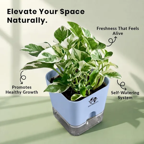 Money_Plant_N'Joy_In_Self_Watering_Pot