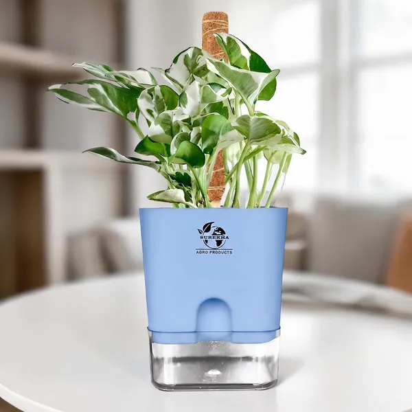 Money_Plant_N'Joy_In_Self_Watering_Pot