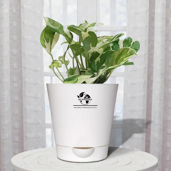 Money_Plant__N'Joy_In_Self_Watering_Pot