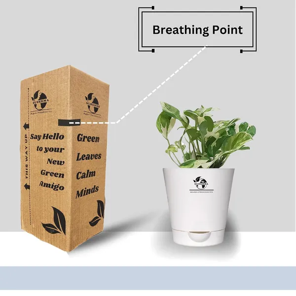 Money_Plant__N'Joy_In_Self_Watering_Pot