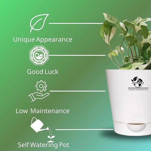 Money_Plant__N'Joy_In_Self_Watering_Pot