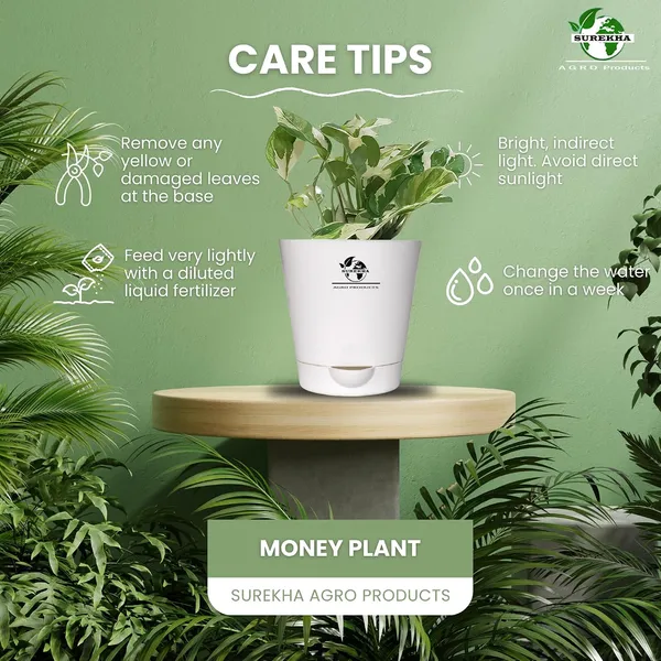 Money_Plant__N'Joy_In_Self_Watering_Pot