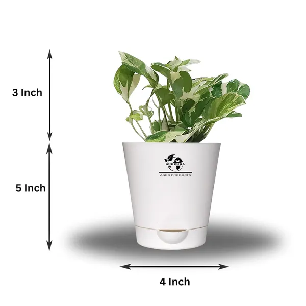 Money_Plant__N'Joy_In_Self_Watering_Pot