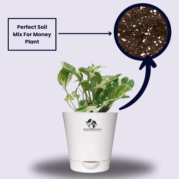 Money_Plant__N'Joy_In_Self_Watering_Pot