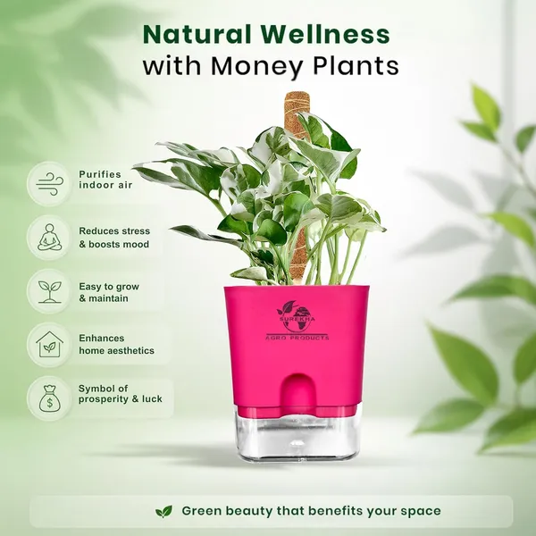 Money_Plant_N'Joy_In_Self_Watering_Pot