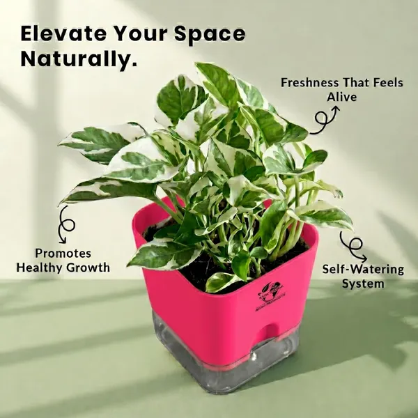 Money_Plant_N'Joy_In_Self_Watering_Pot