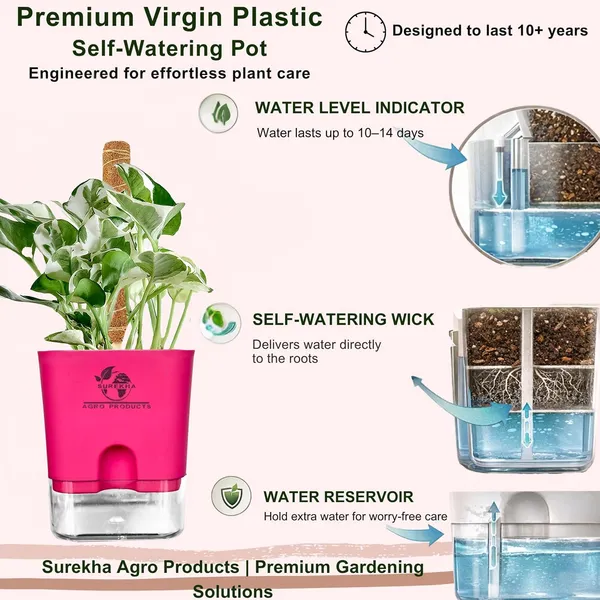 Money_Plant_N'Joy_In_Self_Watering_Pot