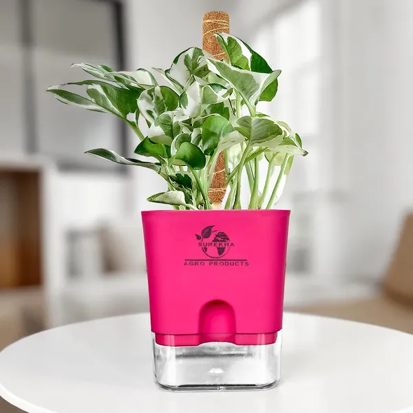 Money_Plant_N'Joy_In_Self_Watering_Pot