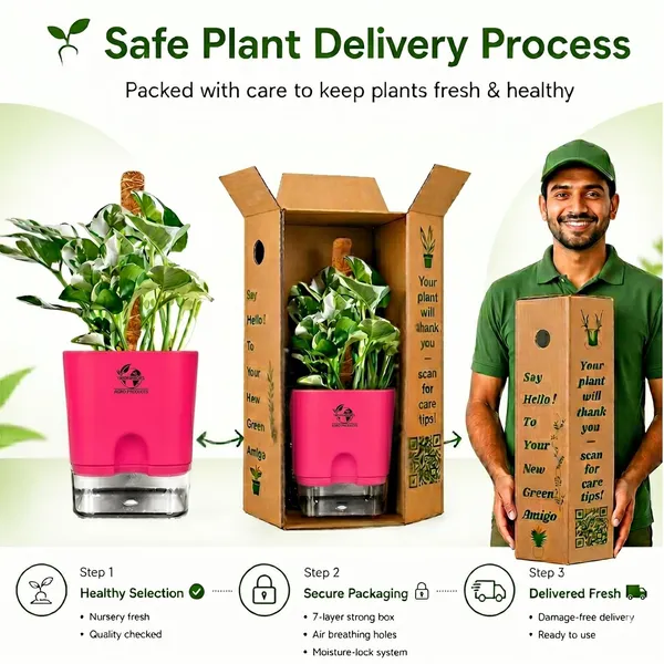 Money_Plant_N'Joy_In_Self_Watering_Pot