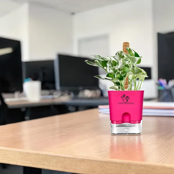 Money_Plant_N'Joy_In_Self_Watering_Pot
