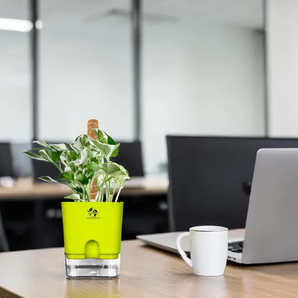 Money_Plant_N'Joy_In_Self_Watering_Pot