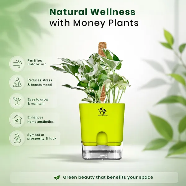 Money_Plant_N'Joy_In_Self_Watering_Pot
