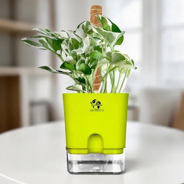 Money_Plant_N'Joy_In_Self_Watering_Pot