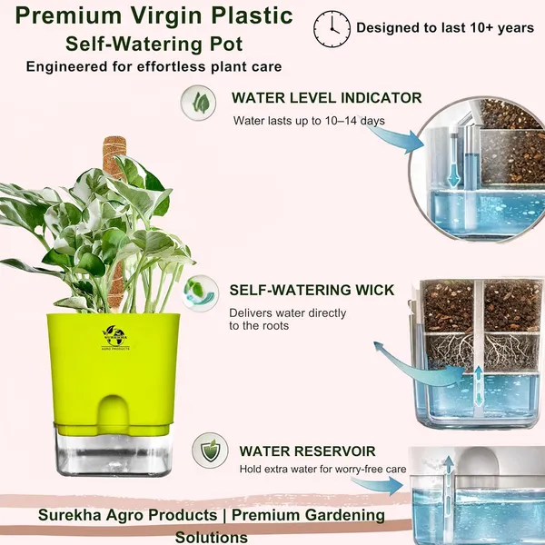 Money_Plant_N'Joy_In_Self_Watering_Pot