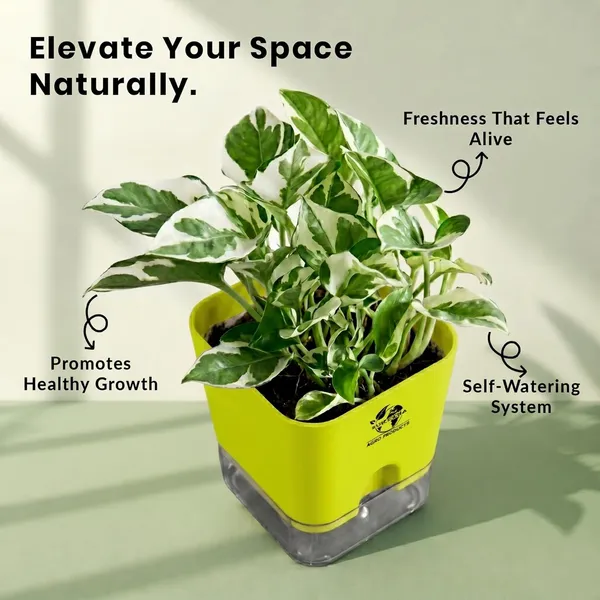 Money_Plant_N'Joy_In_Self_Watering_Pot